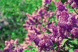 花,香氣,氣味