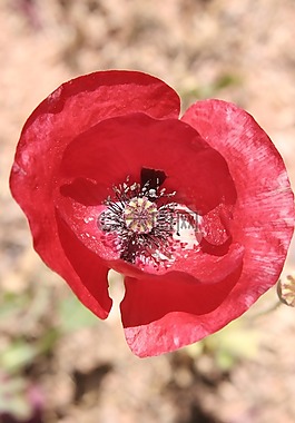 罌粟,紅色,花