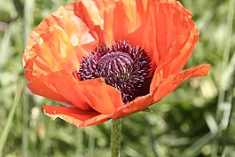 罌粟,橙色,花