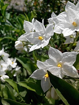 鮮花,性質(zhì),fiorienatura