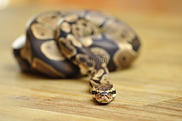 蛇,球 python,規(guī)模
