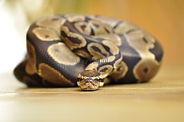 蛇,球 python,規(guī)模