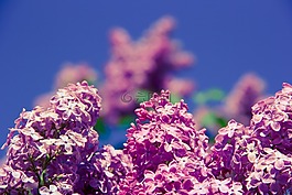 花,香氣,氣味