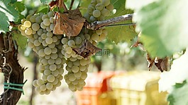 葡萄,葡萄酒,vinotoscano