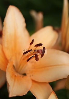 黃花菜,花,春