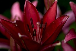 紫色,黃花菜,黑奴后代
