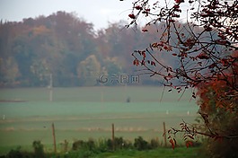 morgenstimmung,灌木,日出