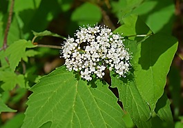 高地蔓越莓,花,開花
