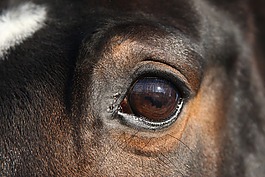 温血马母马,warmblut,母马