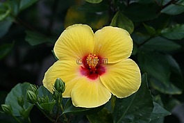 槿,花,黃色
