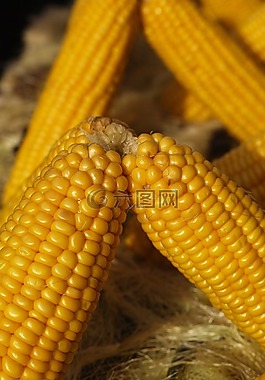 埃及,食品,黃色