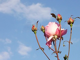 玫瑰,喜悅,鮮花