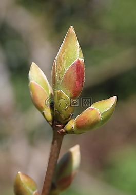 芽,植物,春