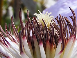 花,雄蕊,自然