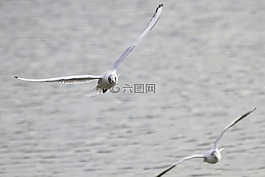 海鷗,鳥,飛行