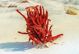 海滩,海海绵,性质
