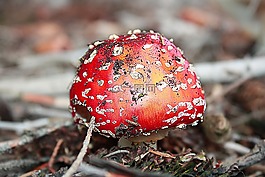 飛木耳,蘑菇,有毒