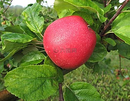 蘋(píng)果,水果,紅蘋(píng)果