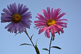 花,性質(zhì),花園