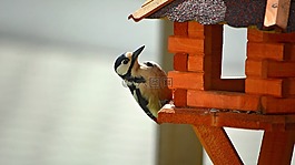 啄木鳥(niǎo),鳥(niǎo),動(dòng)物