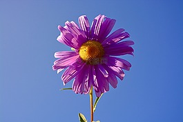 花,玛格丽特,颜色帕尔马
