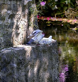 鴿子,壁段,坐