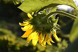 向日葵,花卉,黃色花