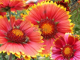 鮮花,性質(zhì),植物