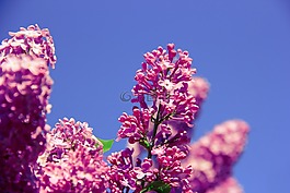 花,香氣,氣味