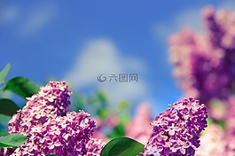 花,香氣,氣味