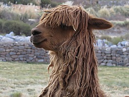 秘魯,羊駝,動物