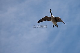 鹅,飞行,从底部