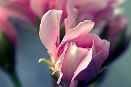 花,玫瑰,花瓣