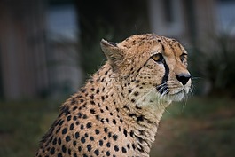 獵豹,動(dòng)物園,非洲