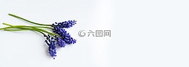葡萄風信子,藍色,鮮花
