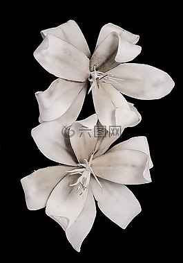 白,開(kāi)花,花