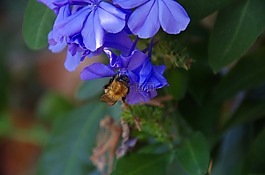 就防务,熊蜂,昆虫