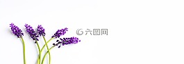 葡萄风信子,紫红色,鲜花