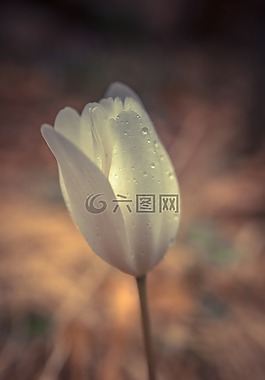 花,光,郁金香