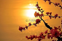 太陽,日落,自然