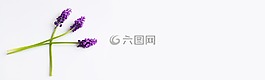 葡萄風信子,紫,鮮花