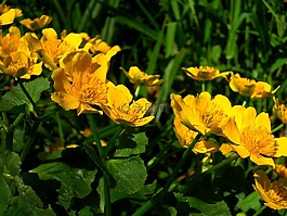万寿菊,黄色,鲜花