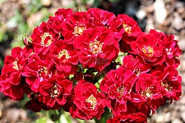 玫瑰,鮮花,夏天