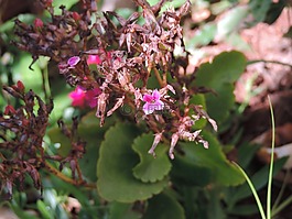 花卉,植被,花園