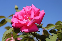 玫瑰,鮮花,夏天