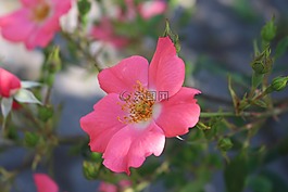 玫瑰,鮮花,夏天