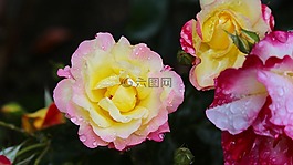 日本,玫瑰,鮮花