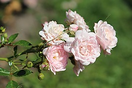 玫瑰,鮮花,夏天