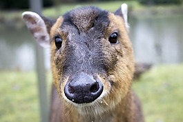 昂貴,動(dòng)物園,水豬