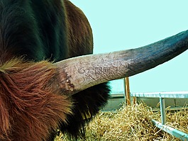 角,動物,牛肉